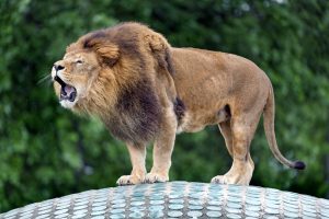 The Roaring Podcast: Spring Break Memories